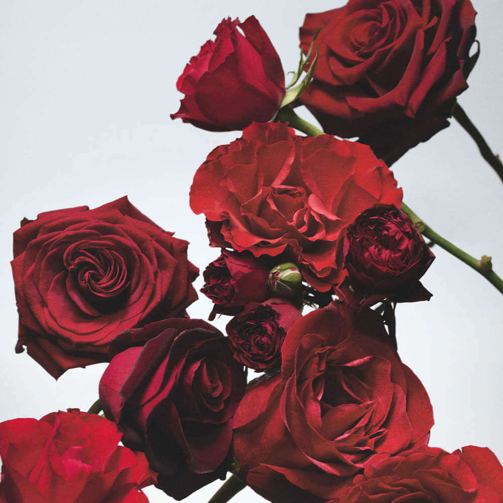 Jo Malone London Red Roses Cologne 100ml | Jarrolds, Norwich